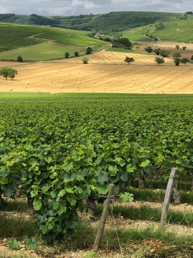 Sancerre Sunflower - Tournesol De Sancerre Exterior photo